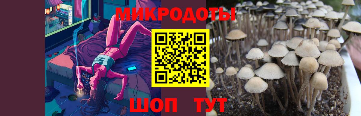Галлюциногенные грибы Psilocybe  Вход с VPN  Узловая 